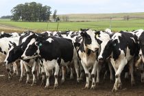 Nueva estrategia para el control y la erradicación de brucelosis bovina