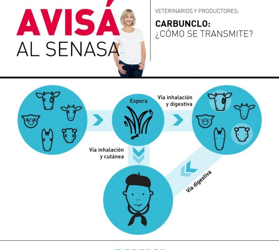 Campaña SENASA: Carbunclo, qué es y cómo se transmite