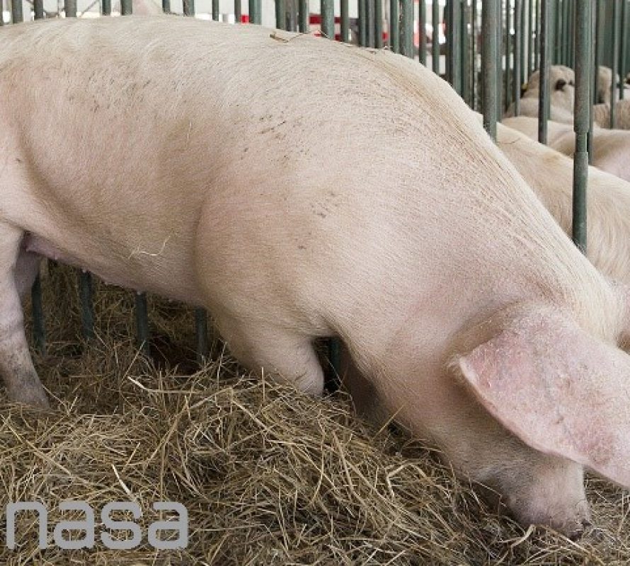 Proteger la sanidad porcina es cuidar los mercados de exportación
