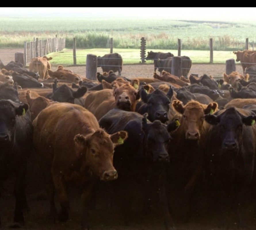 Más de 40 millones de bovinos vacunados contra la fiebre aftosa en la primera campaña