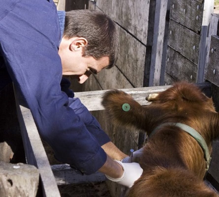 El 1 de octubre vence el plazo para la reacreditación en programas de sanidad animal