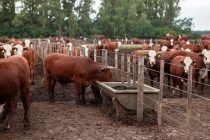 Pautas para prevenir el estrés calórico en el ganado bovino ante temperaturas elevadas