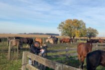 Continúan las inspecciones sanitarias del Senasa a equinos en campos de la región norte bonaerense