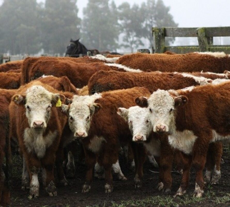 DOES: novedades en el plazo para establecimientos de menos de 300 vacas