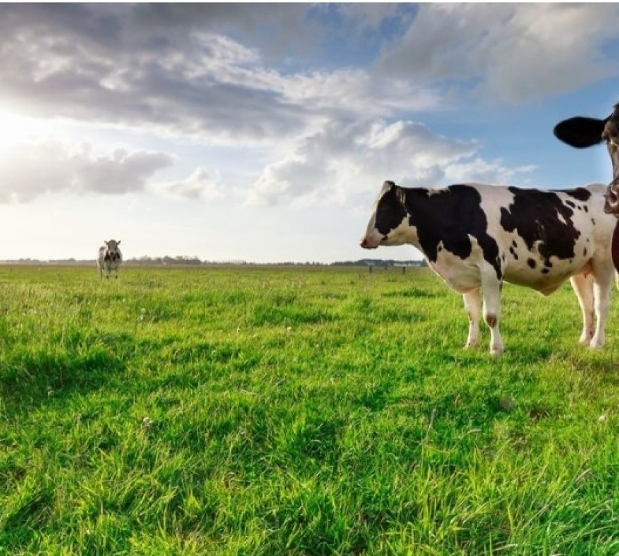 Congreso Lechero CREA:  ¿Qué percepción tiene la sociedad de la cadena láctea?
