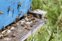 Se detectó crecimiento poblacional del “moscardón cazador de abejas” en Buenos Aires