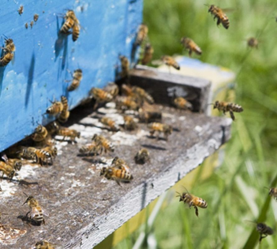 Se detectó crecimiento poblacional del “moscardón cazador de abejas” en Buenos Aires