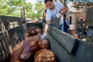 Fiebre aftosa: Requisitos para el movimiento de bovinos y bubalinos en la campaña 2024