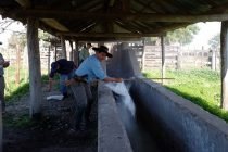 Uso responsable de productos garrapaticidas y cuidado del ambiente y la salud