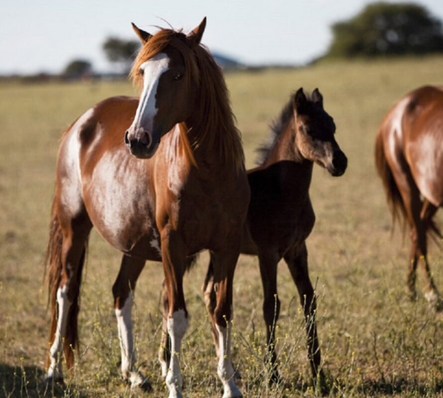 Encefalomielitis equina: Claves de manejo y bienestar animal en presencia de signos clínicos