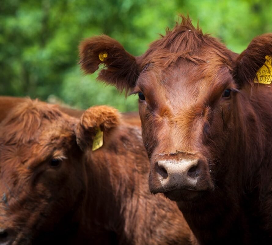 Recomendaciones para evitar el estrés térmico en los animales durante la época estival