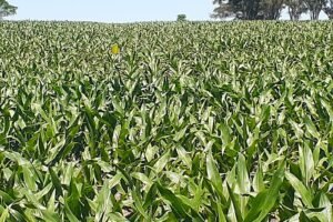 Nuevas tecnologías y monitoreo conjunto para el manejo de la plaga chicharrita del maíz