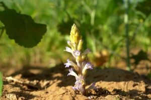 Alerta fitosanitaria nacional para prevenir el ingreso de la maleza Orobanche cumana