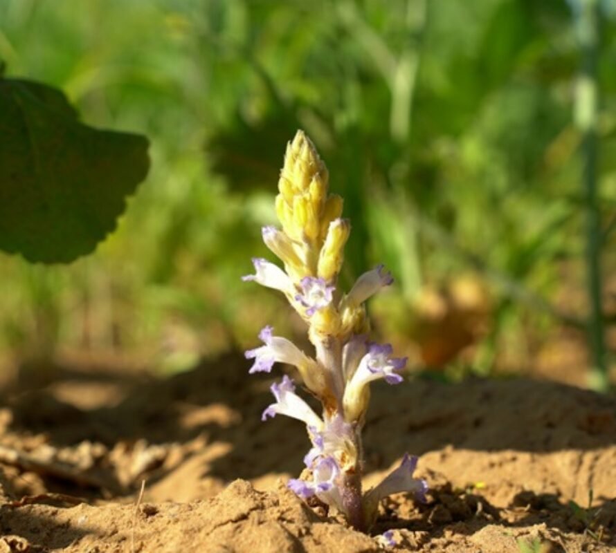 Alerta fitosanitaria nacional para prevenir el ingreso de la maleza Orobanche cumana